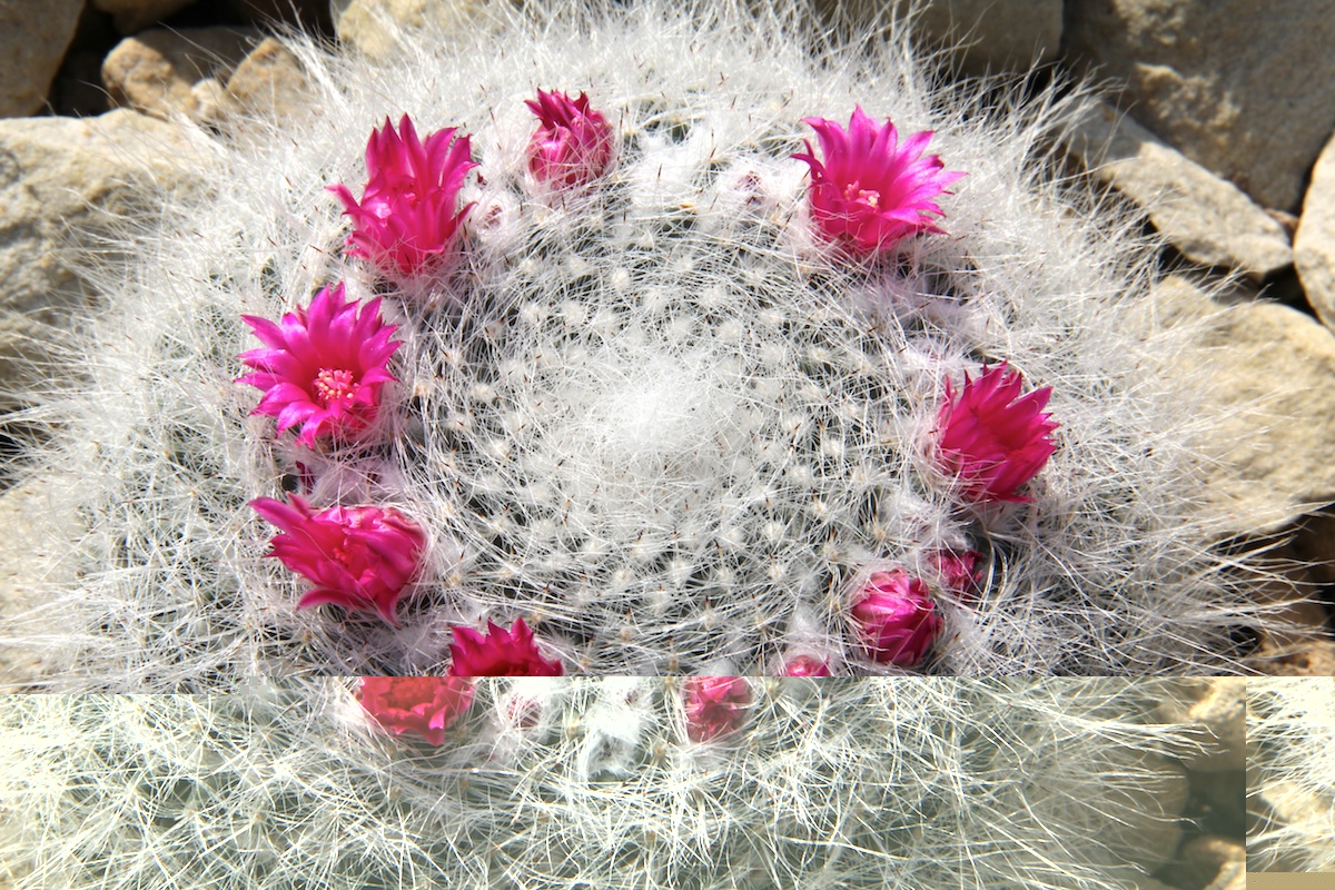 Mammillaria hahniana با فرم کروی، خارهای سفید و پوشش پشمی