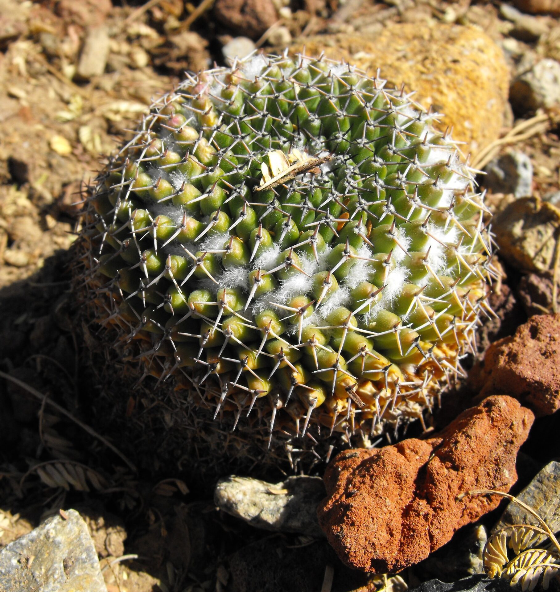 مامیلاریا مارکسیانا با فرم طبیعی ساقه در مجموعه گیاهشناسی کالج پالومار