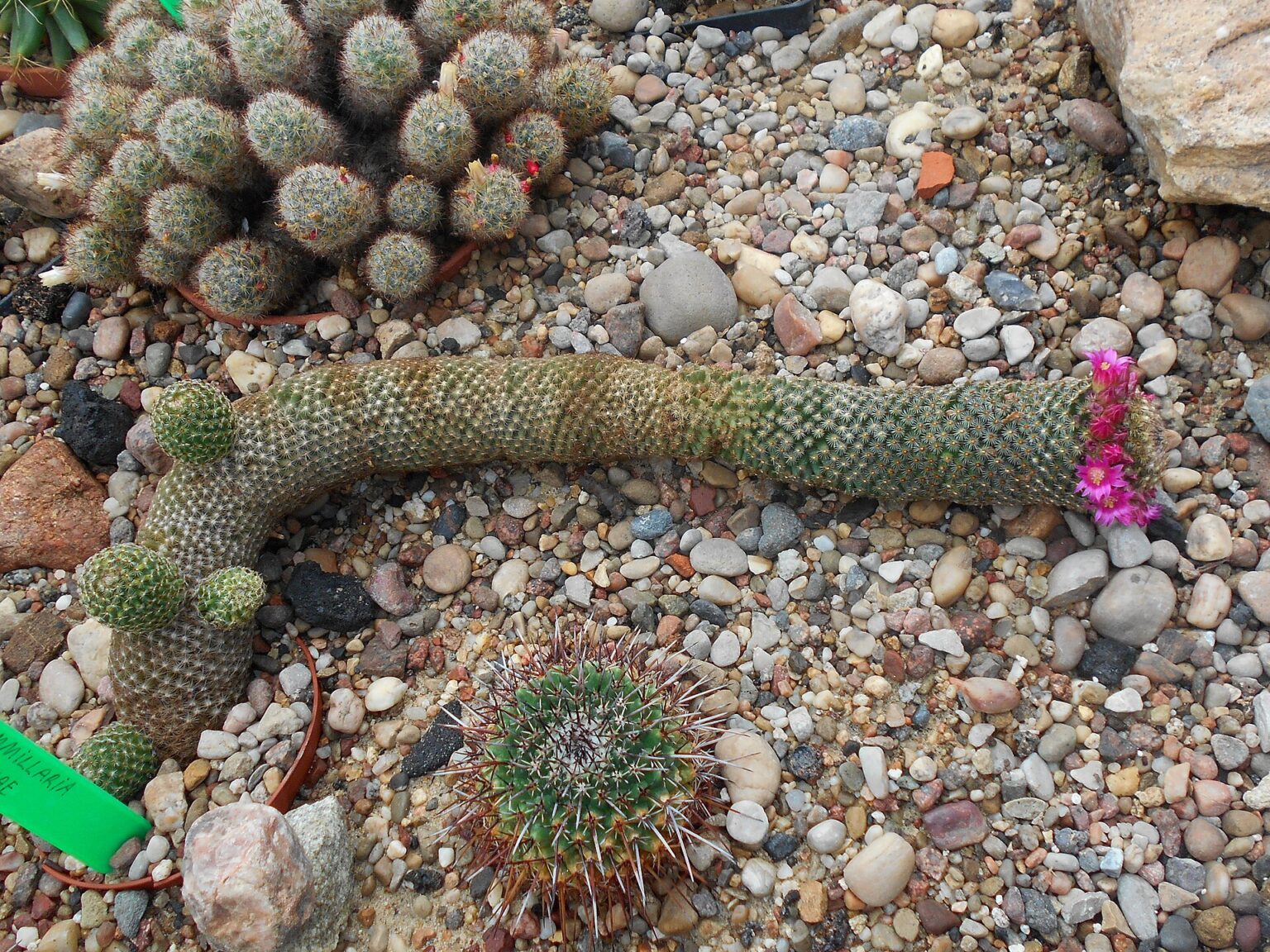 مامیلاریا ماتودا، نگهداری و شناسایی Mammillaria matudae مامیلاریا ماتودا با ساقه استوانهای باریک و خارهای روشن