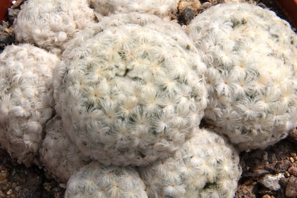 مامیلاریا پلوموزا، نگهداری Mammillaria plumosa و شناسایی کاکتوس پر مامیلاریا پلوموزا با ساقههای کروی و پوشش متراکم خارهای سفید پرمانند
