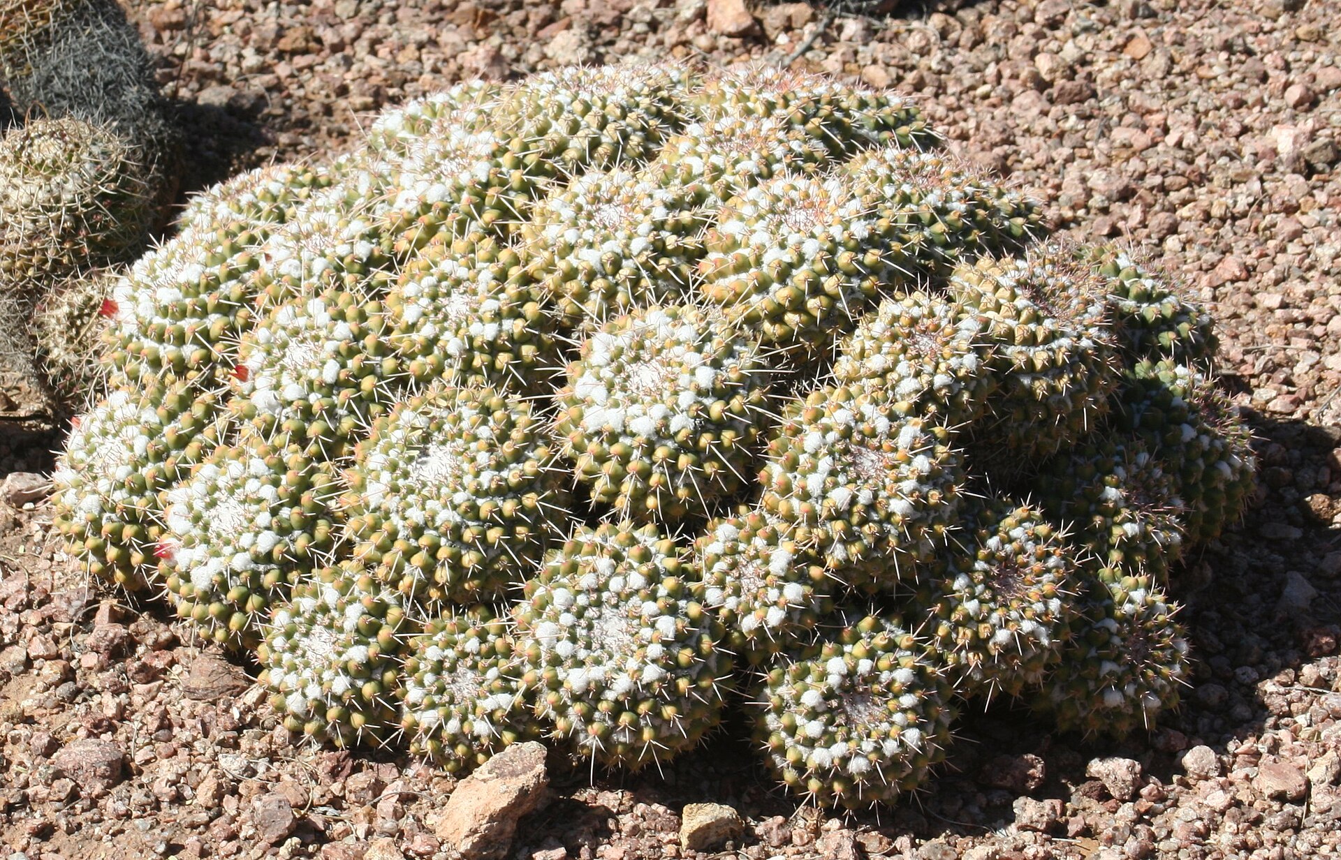 فرم تاریخی durispina در Mammillaria polythele با خارهای بیشتر