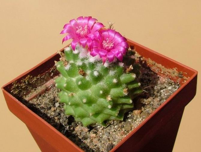 نمونه گزینششده کمخار Mammillaria polythele با گلهای صورتی