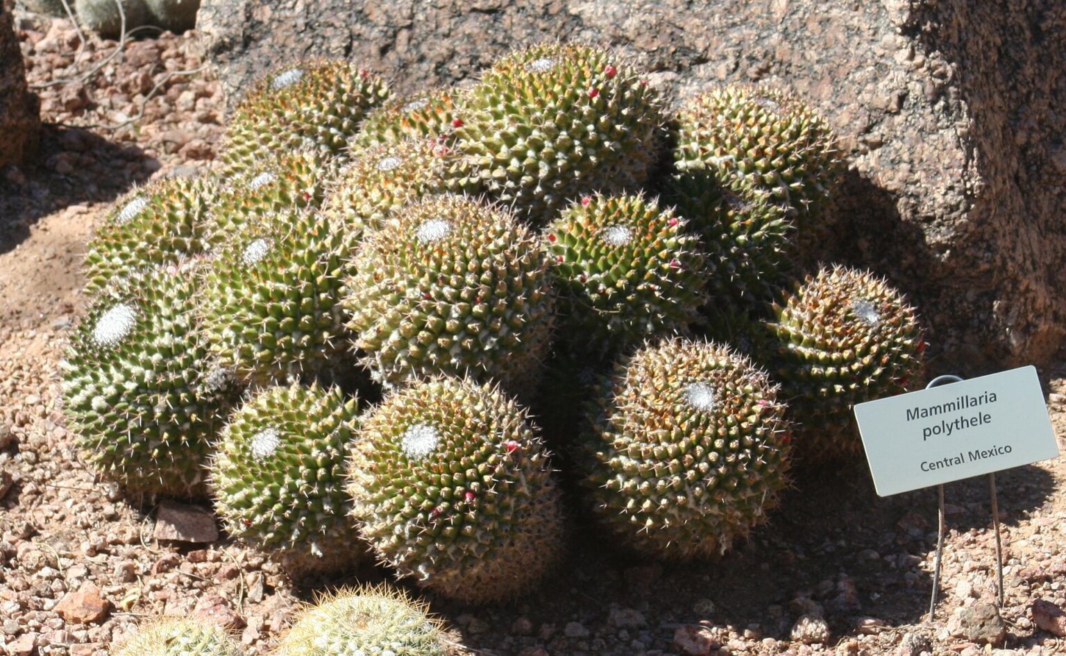 مامیلاریا پلیتله، نگهداری Mammillaria polythele و فرم بیخار Stachellos مامیلاریا پلیتله با ساقه استوانهای و تکمههای برجسته