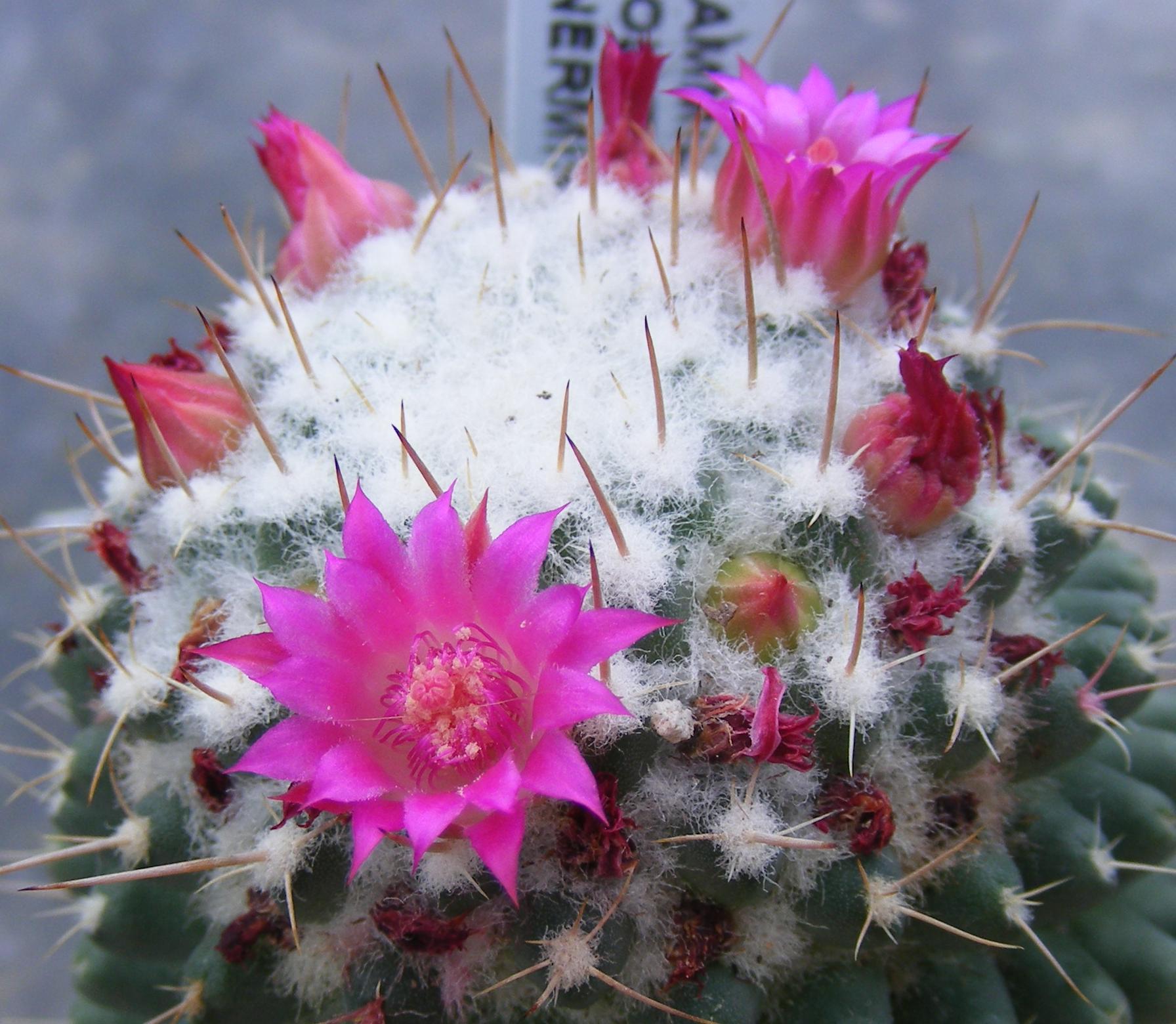 فرم کمخار Mammillaria polythele inermis با گلهای صورتی