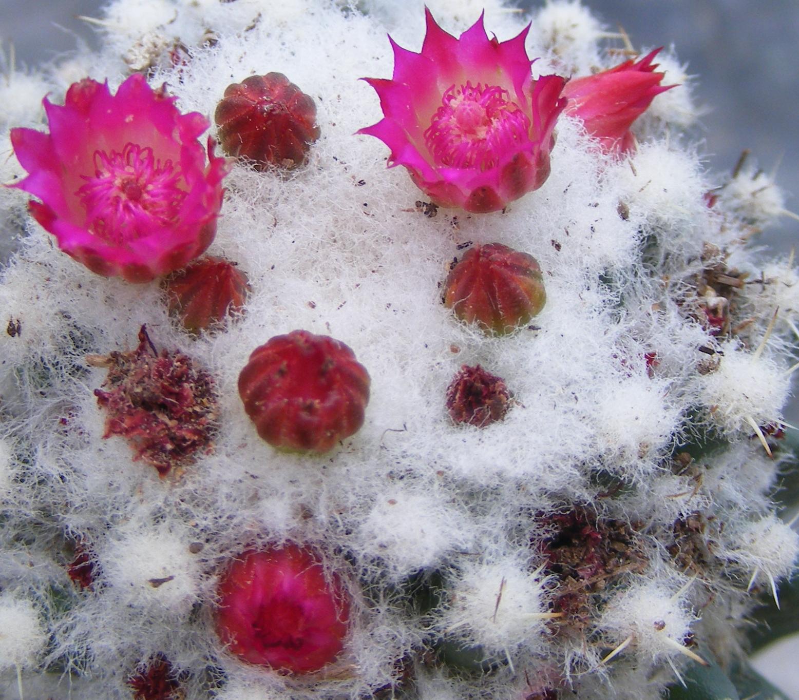 نمای نزدیک فرم تقریبا بیخار Mammillaria polythele inermis با گلهای صورتی