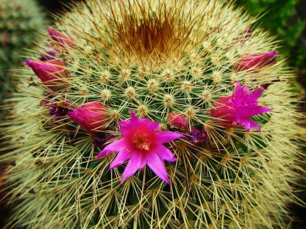 گلهای صورتی Mammillaria spinosissima به شکل حلقه دور بخش بالایی گیاه