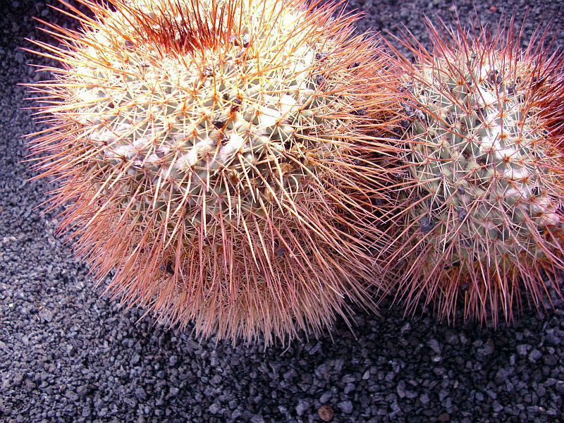 Mammillaria spinosissima با بدنه استوانهای و خارهای متراکم