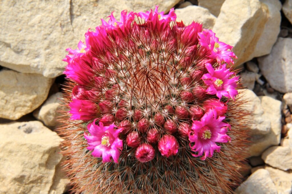مامیلاریا اسپینوسیسیما، نگهداری و شناسایی Mammillaria spinosissima مامیلاریا اسپینوسیسیما با ساقه استوانهای و خارهای متراکم
