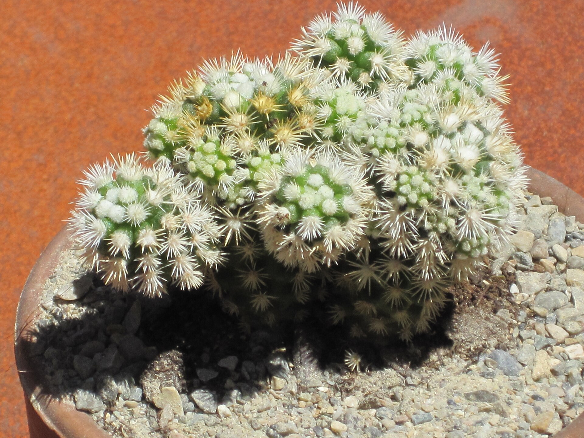 فرم باغبانی Arizona Snowcap از گروه مامیلاریا وتولا با خارهای سفید کوتاه و متراکم