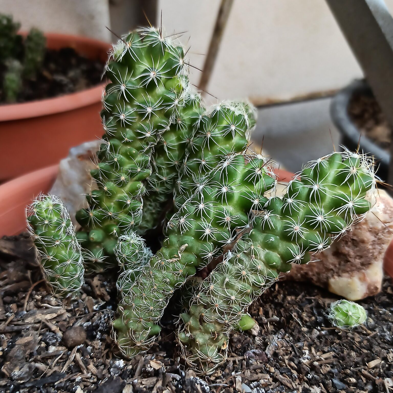 مامیلاریا وتولا یا گراسیلیس، نگهداری Mammillaria vetula و کاکتوس انگشتانهای مامیلاریا وتولا با ساقههای کوتاه استوانهای و خارهای سفید متراکم