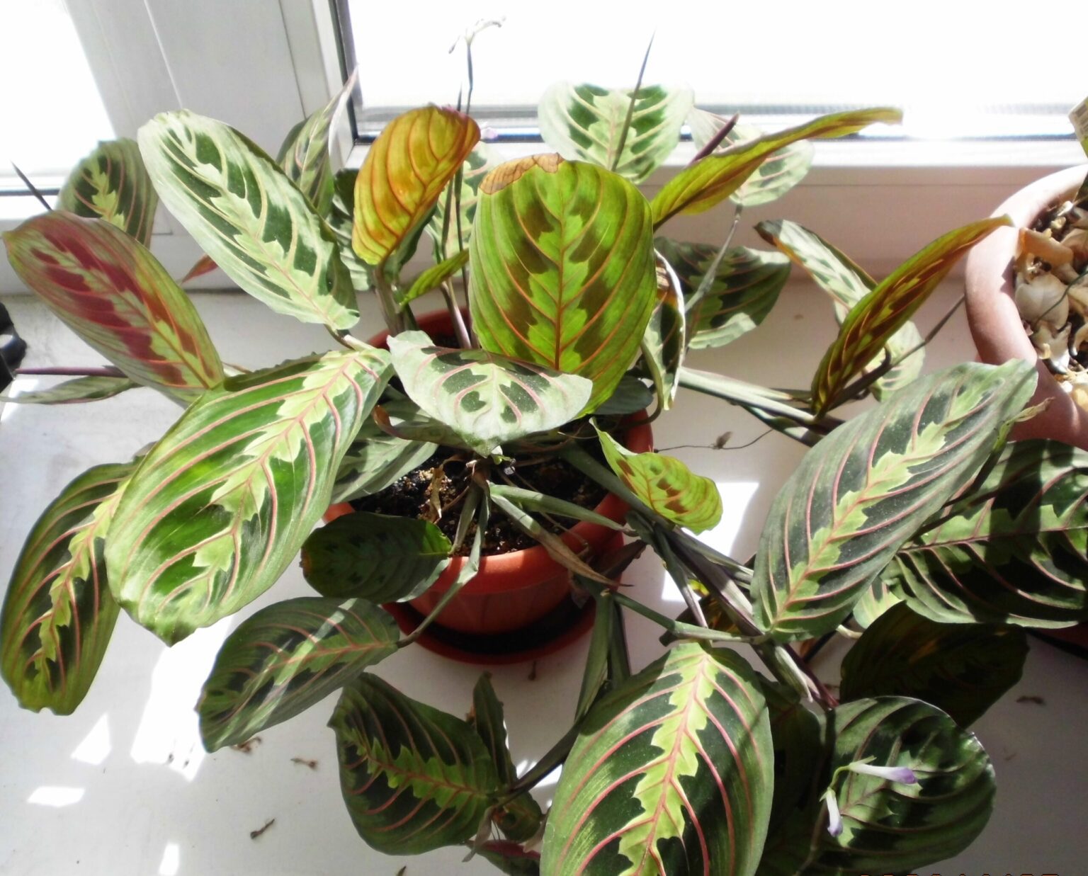 گیاه مارانتا چیست؟ نگهداری، تکثیر و مشکلات Maranta leuconeura مارانتا Maranta leuconeura با برگهای سبز رگبرگقرمز و فرم گسترده بوته