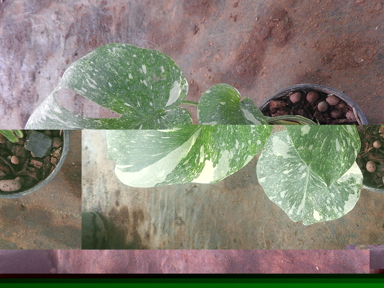 مونسترا تای کانستلیشن با برگهای بالغ سبز و کرم