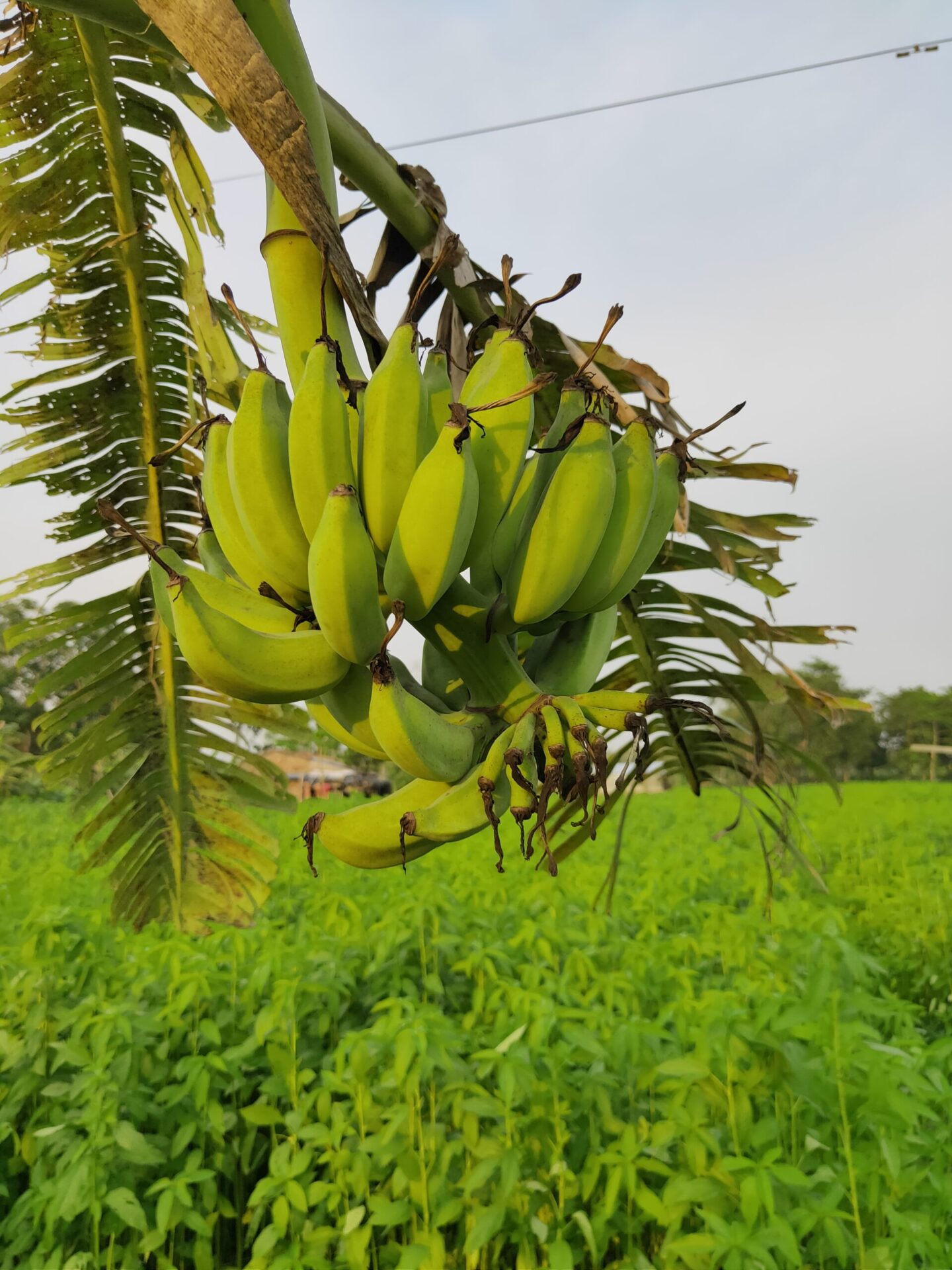 میوه موز روی گیاه Musa acuminata