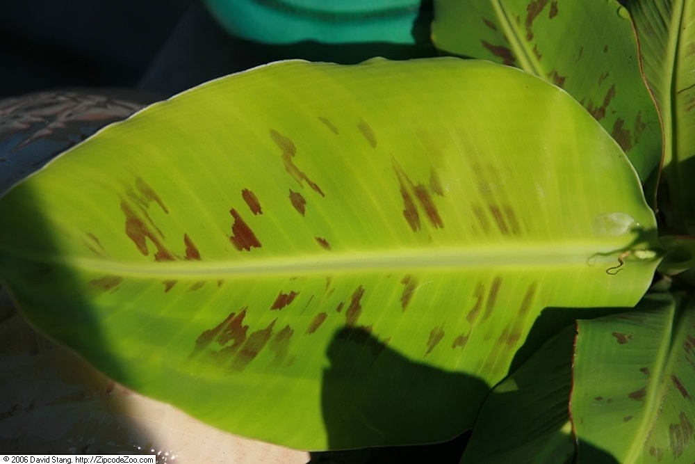 موز کوتوله چیست؟ معرفی و نگهداری Musa acuminata در گلدان بوته موز کوتوله رقم دوارف کاوندیش با برگهای پهن سبز