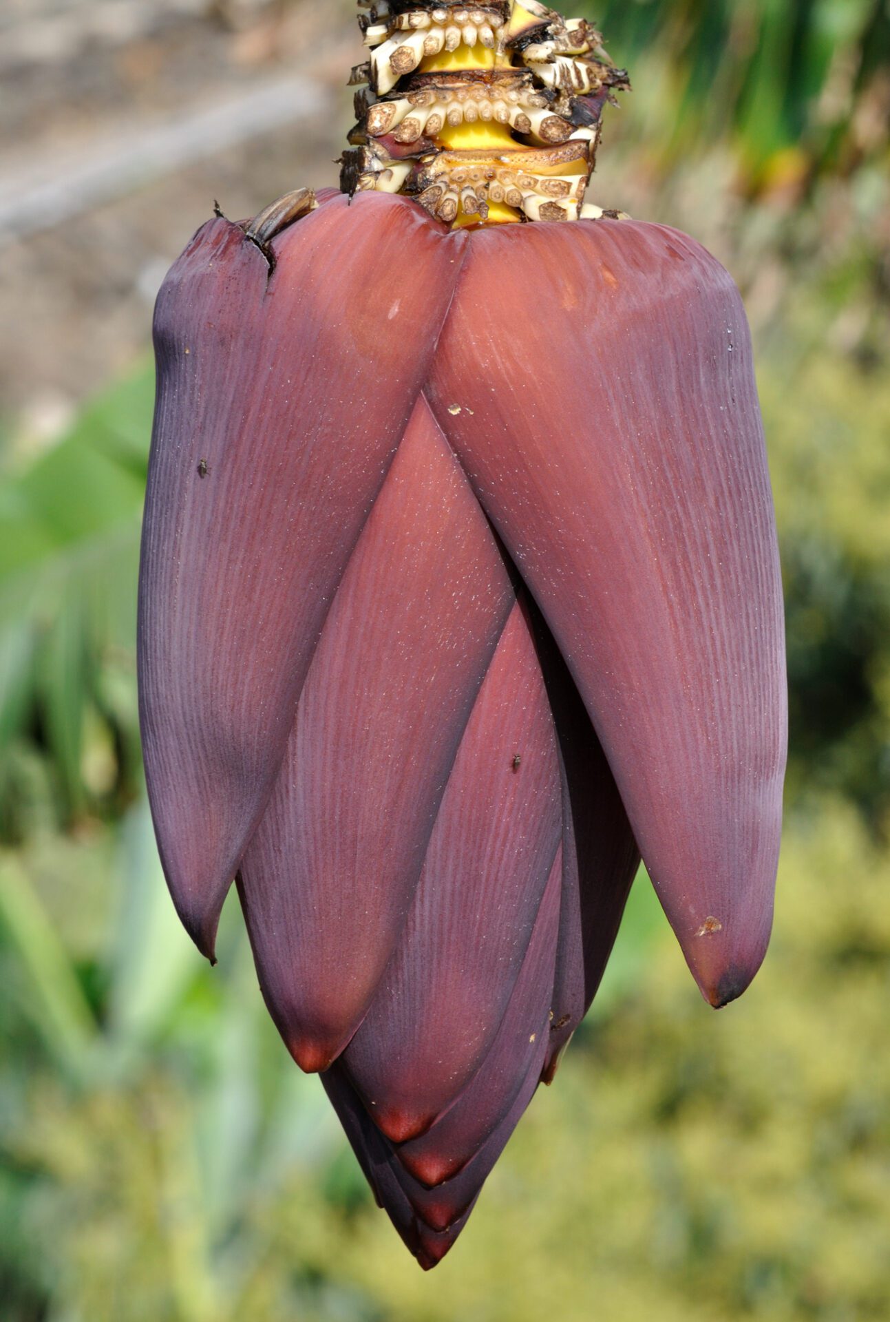 گلآذین گونه Musa acuminata