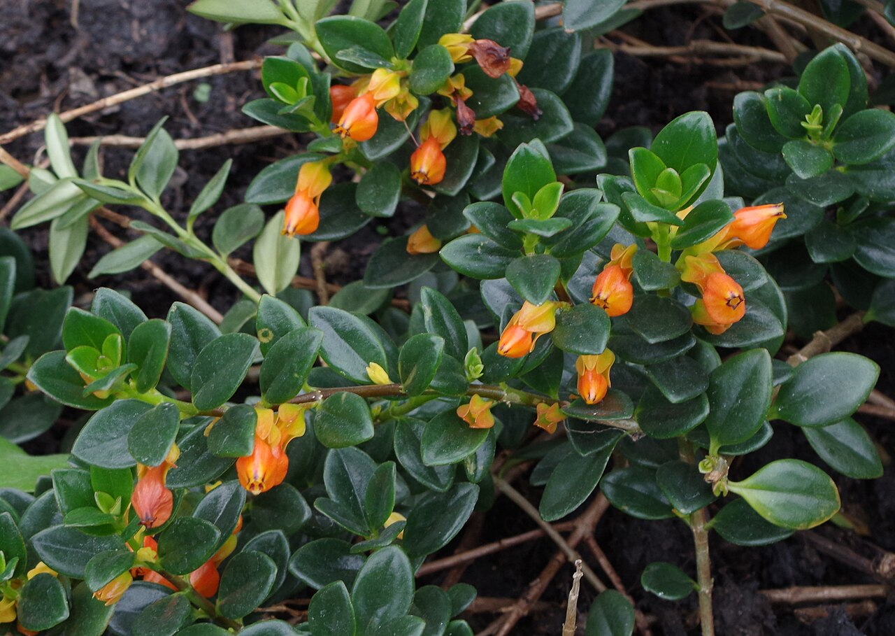 عکس واقعی گونه Nematanthus gregarius با گلهای نارنجی و برگهای سبز براق در باغ کیو