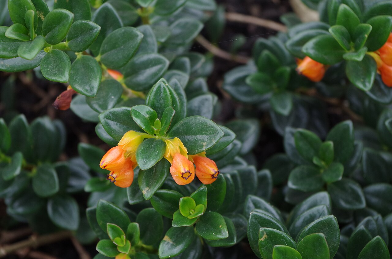 نمای واقعی گونه Nematanthus gregarius در باغ کیو با فرم شاخهها و برگها