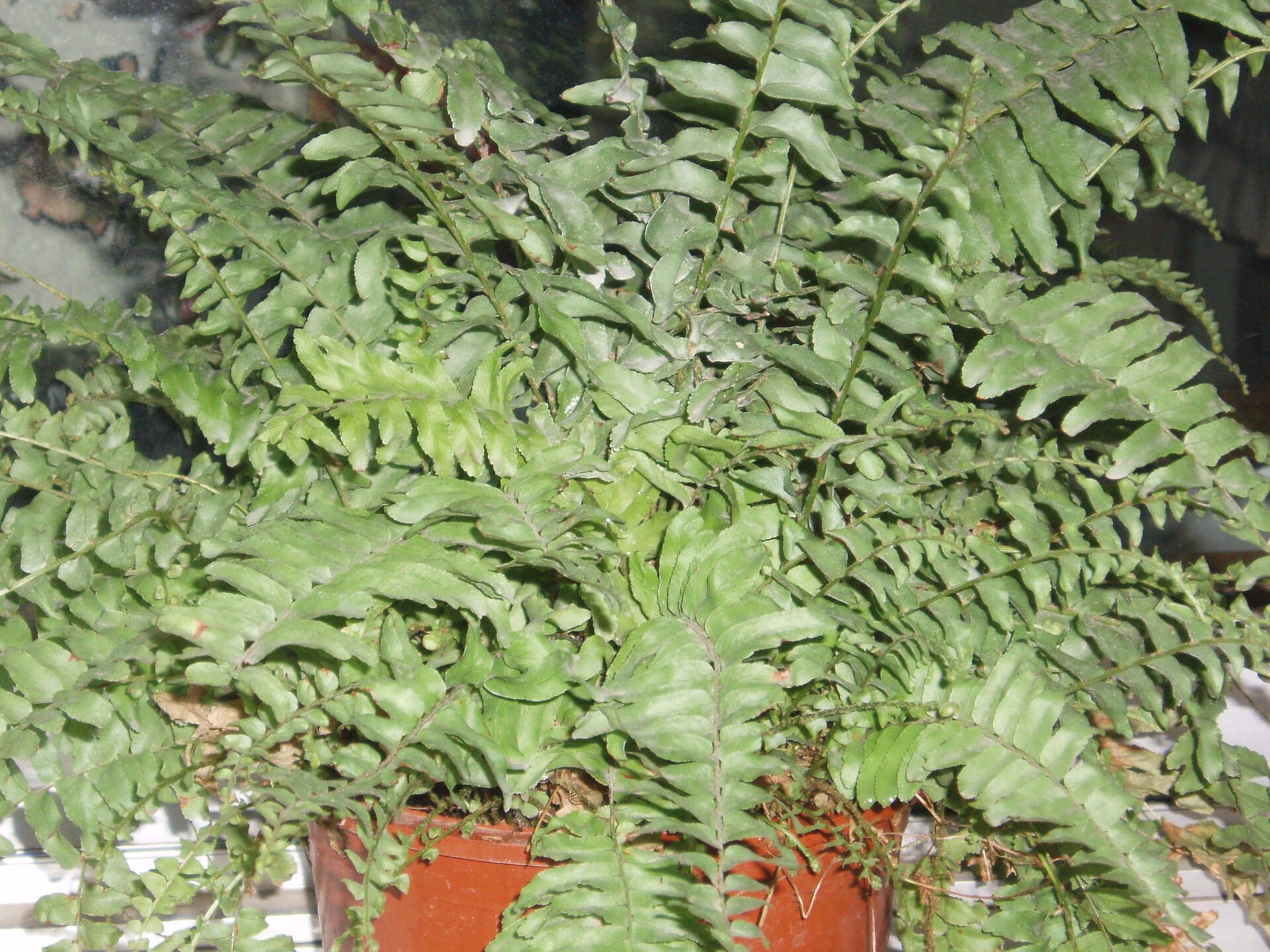 سرخس بوستون Nephrolepis exaltata با برگهای قوسی و پرمانند
