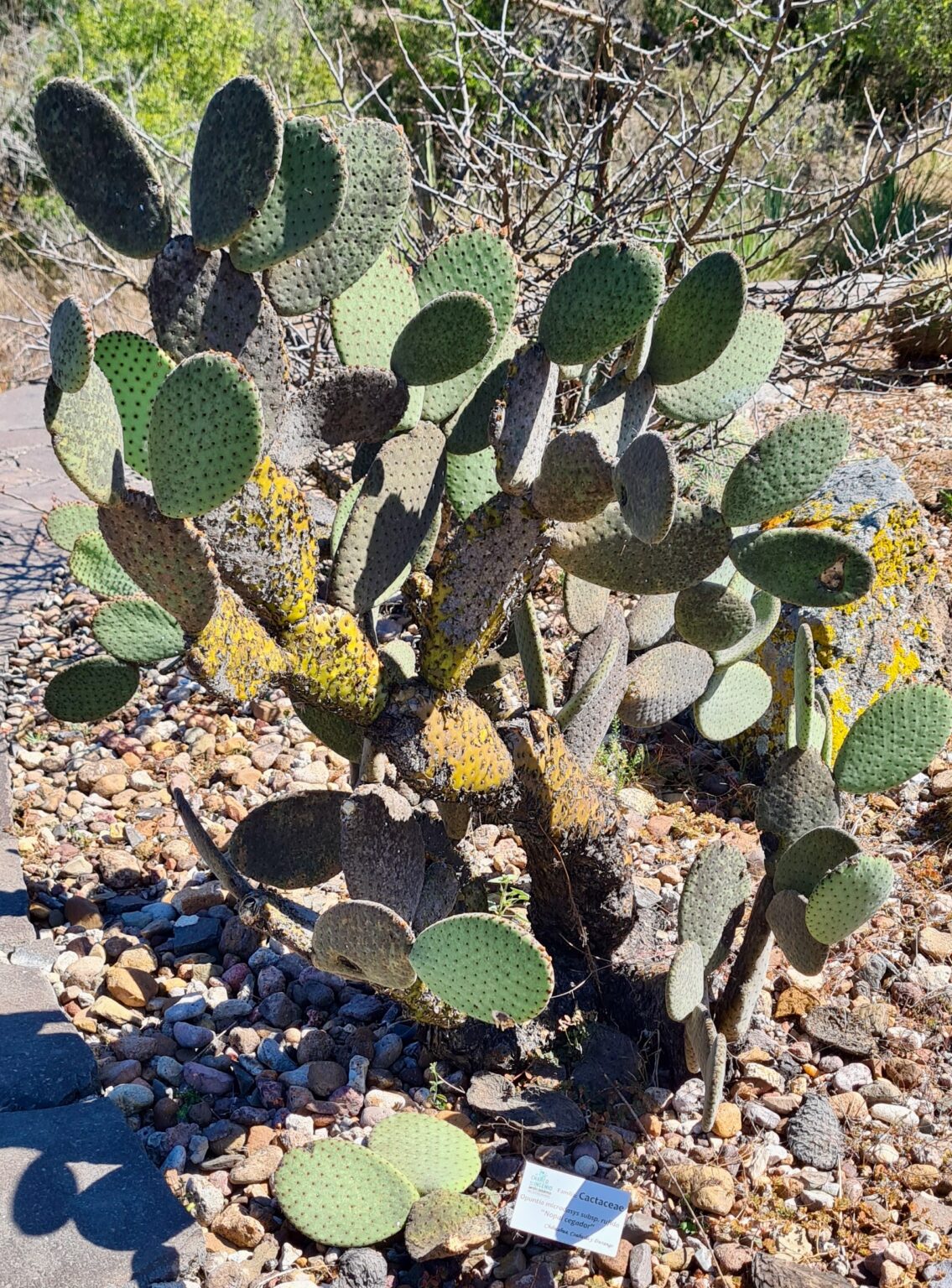 کاکتوس گوش خرگوشی، نگهداری Opuntia microdasys و خطر گلوشیدها Opuntia microdasys با پدهای بیضی جفتی و گلوشیدهای ریز