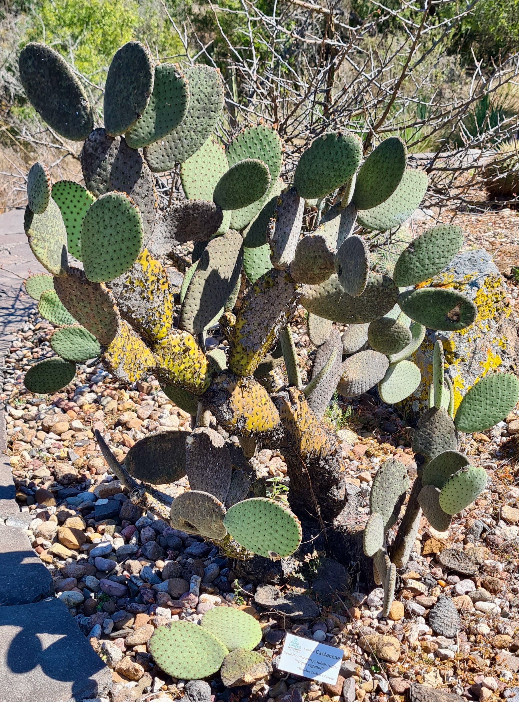 Opuntia microdasys با پدهای بیضی جفتی و گلوشیدهای ریز
