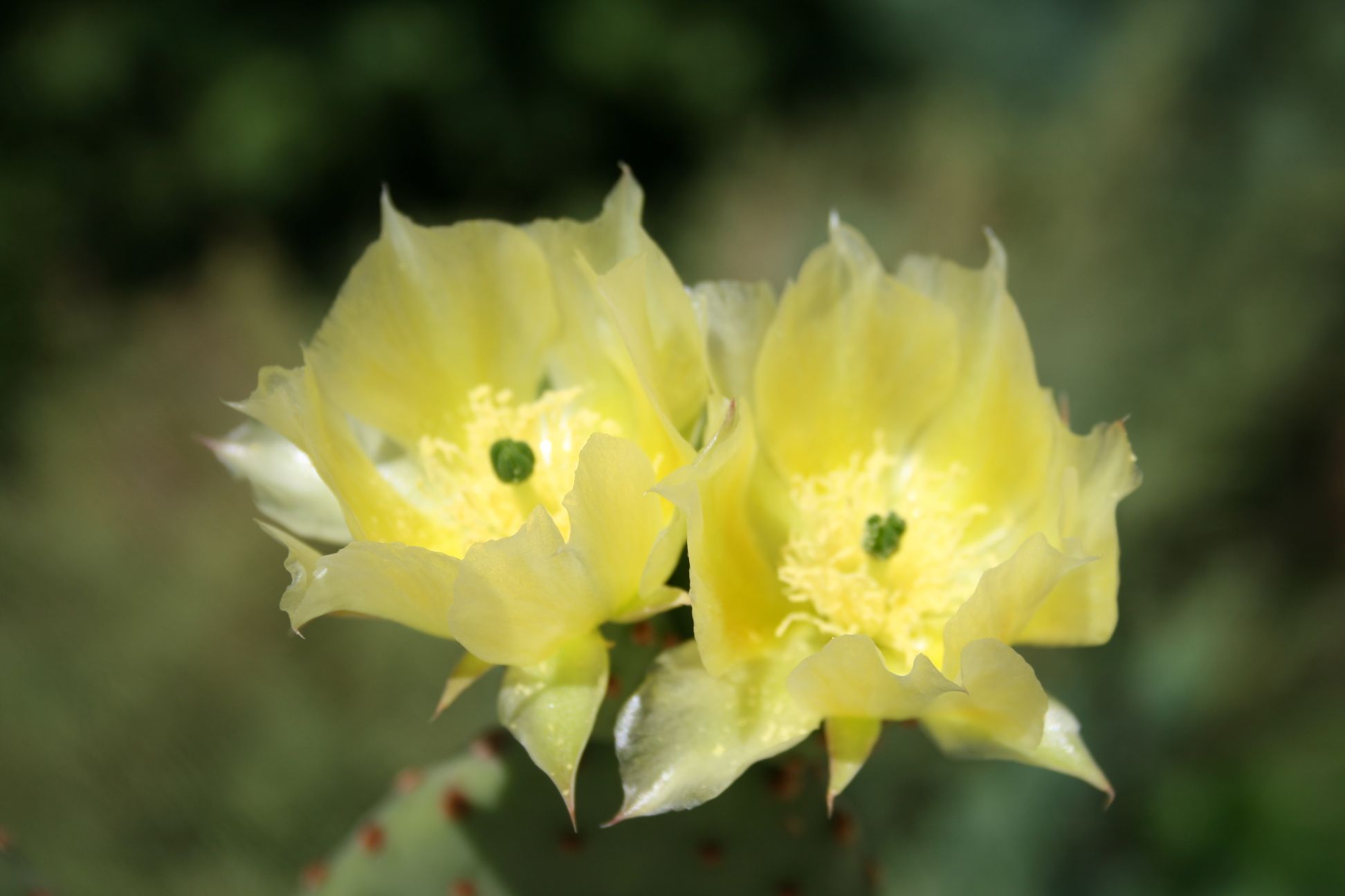 گل زرد Opuntia microdasys روی پد سبز کاکتوس گوش خرگوشی