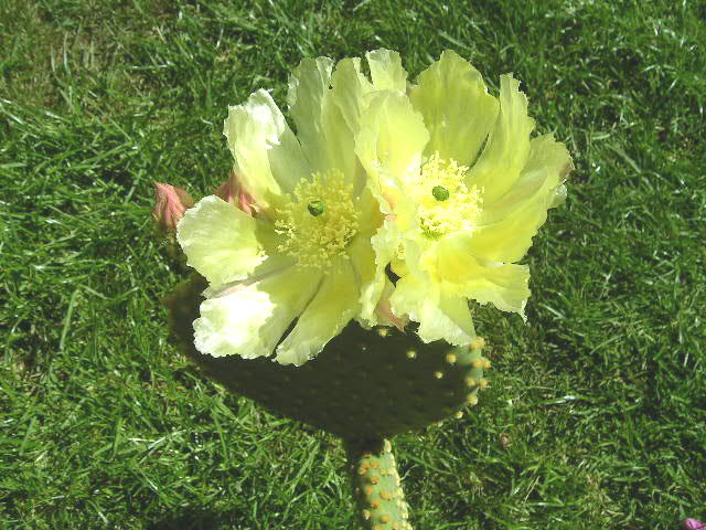 Opuntia microdasys گلدار با پدهای سبز و گل زرد