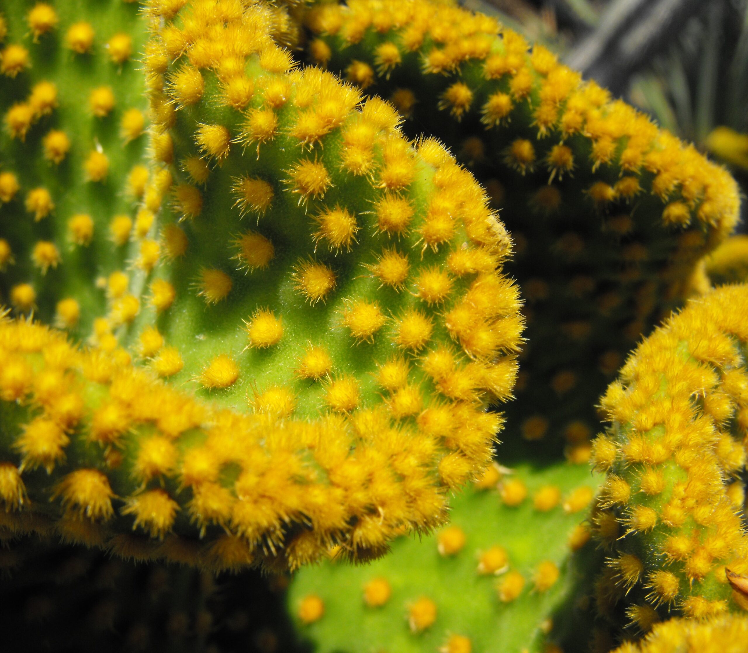 بوته بالغ Opuntia microdasys با پدهای متعدد سبز و فرم راکتی