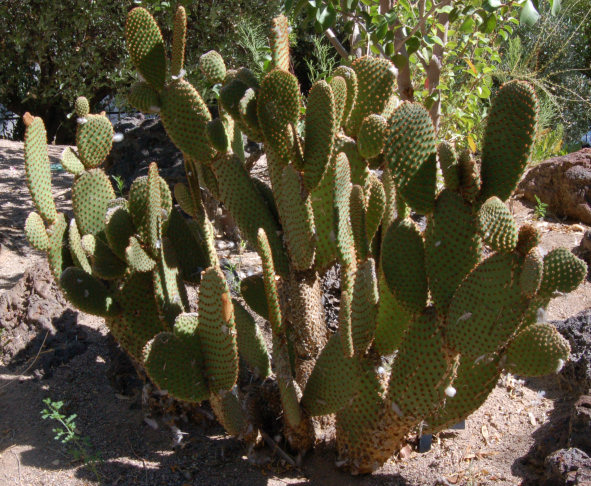 Opuntia microdasys با پدهای سبز و گلوشیدهای قرمز مایل به قهوهای