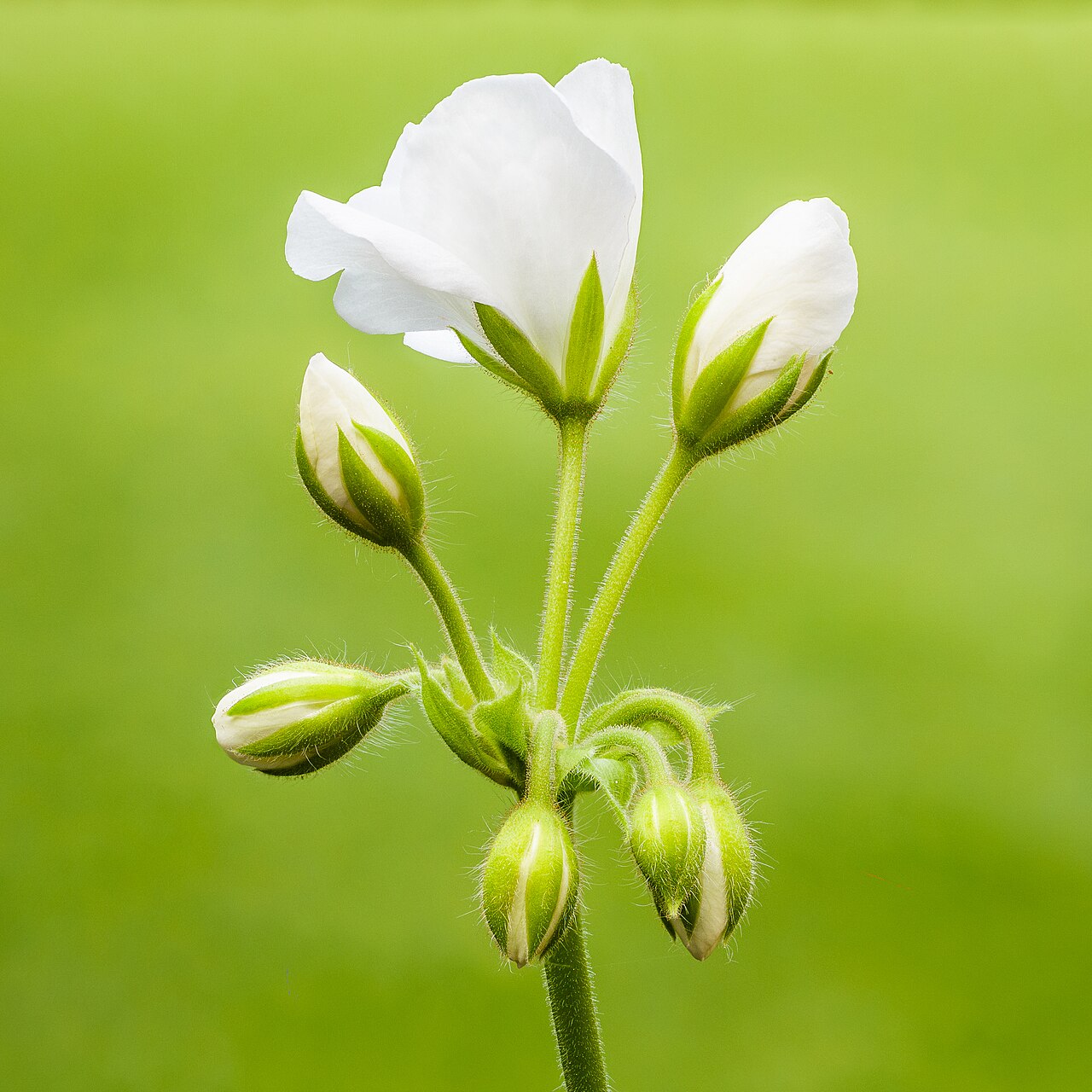 نمای نزدیک گل سفید شمعدانی ایستاده Pelargonium zonale