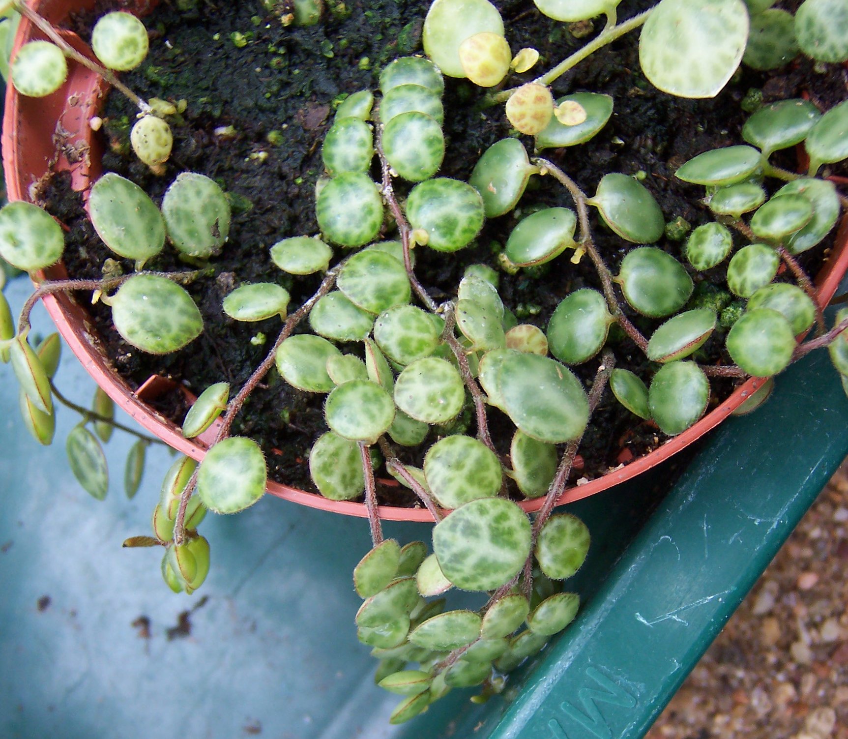 برگهای کوچک گرد و نقشدار پپرومیا لاکپشتی Peperomia prostrata