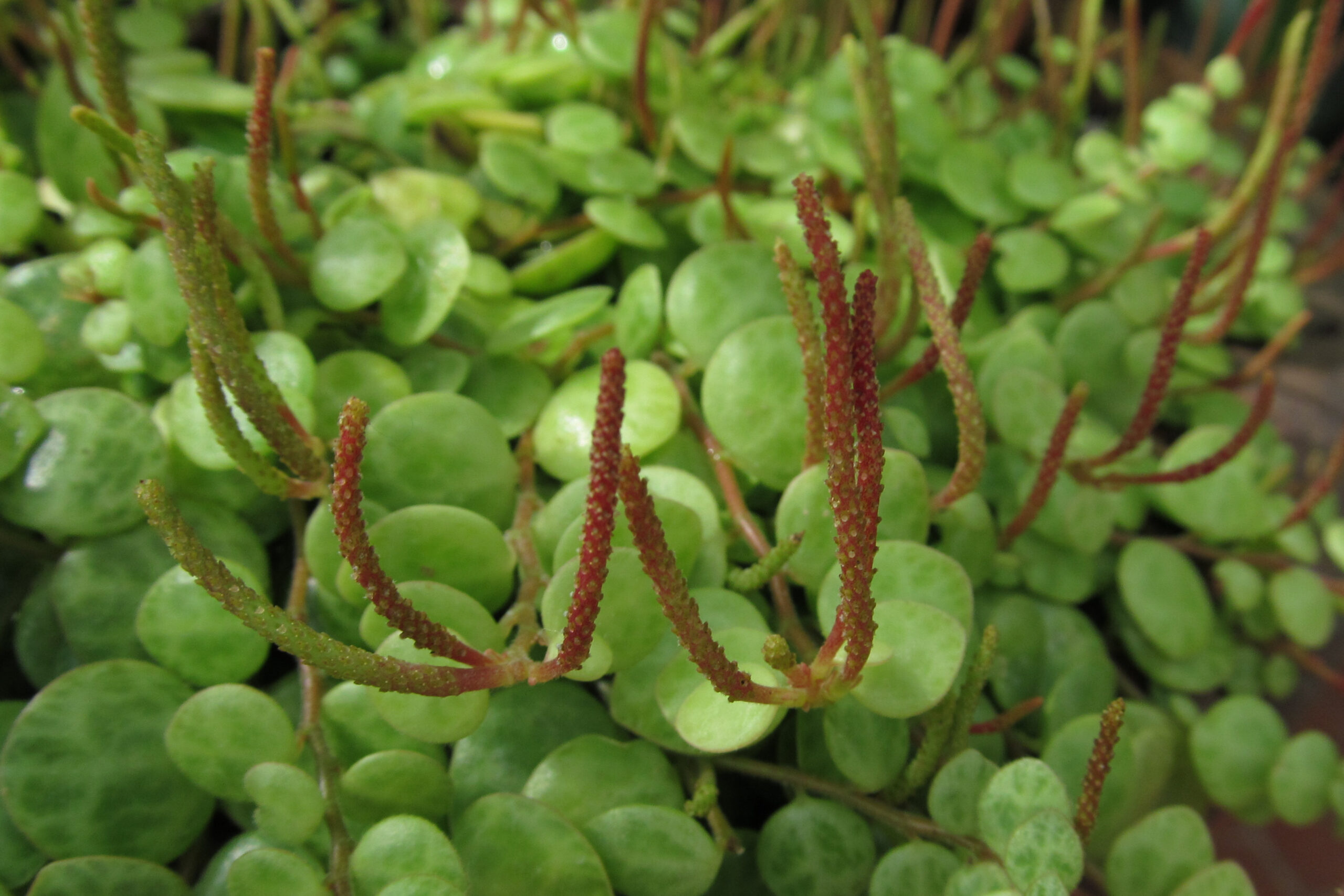 پپرومیا لاکپشتی Peperomia prostrata با برگهای گرد و سنبلههای باریک گل