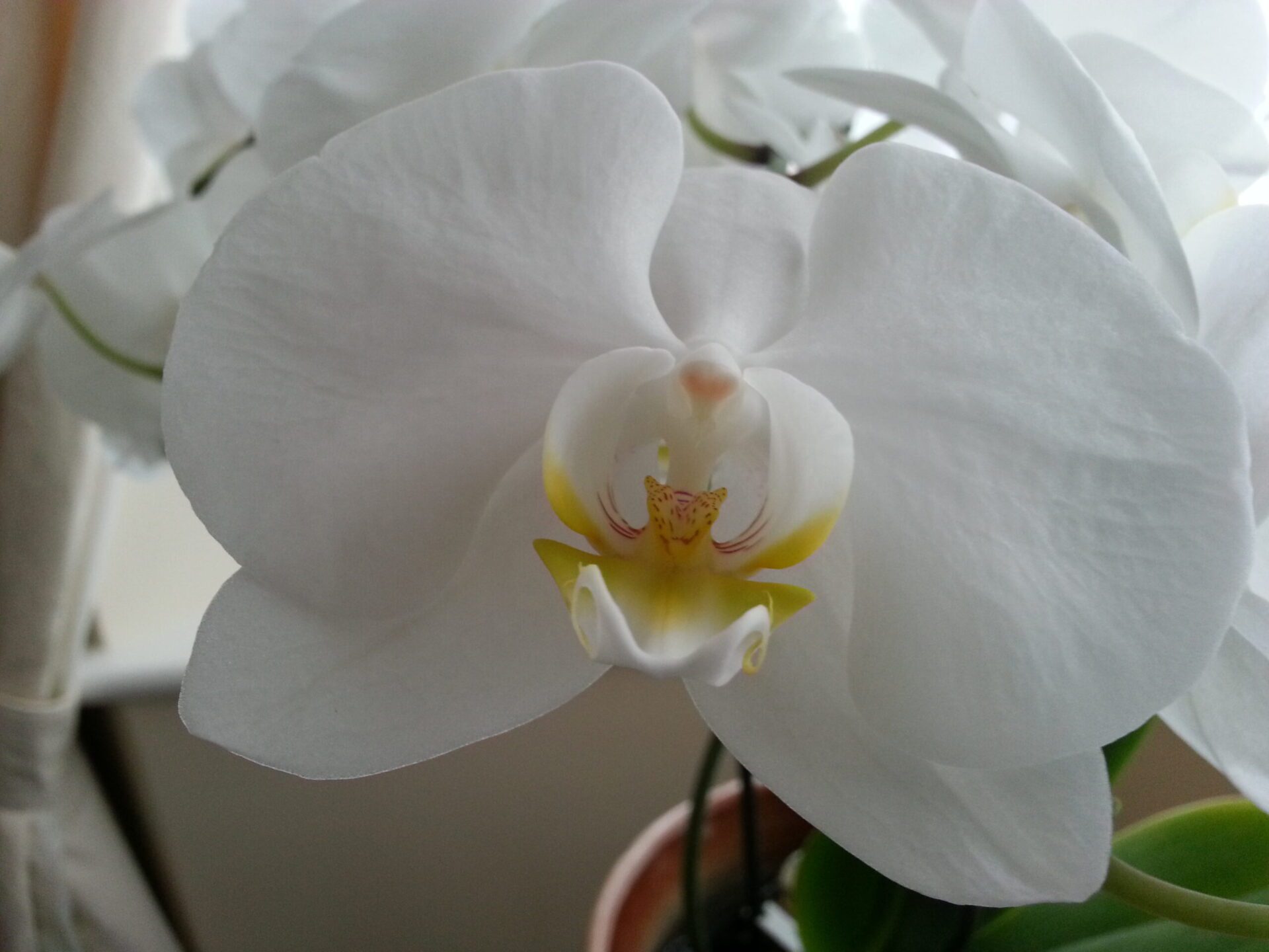 ارکیده فالانوپسیس Phalaenopsis با گل‌های سفید و فرم مشخص گل پروانه‌ای