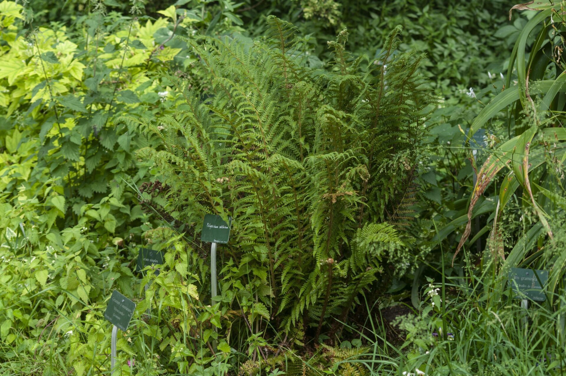 سرخس سپری نرم Polystichum setiferum با برگ‌های پرمانند