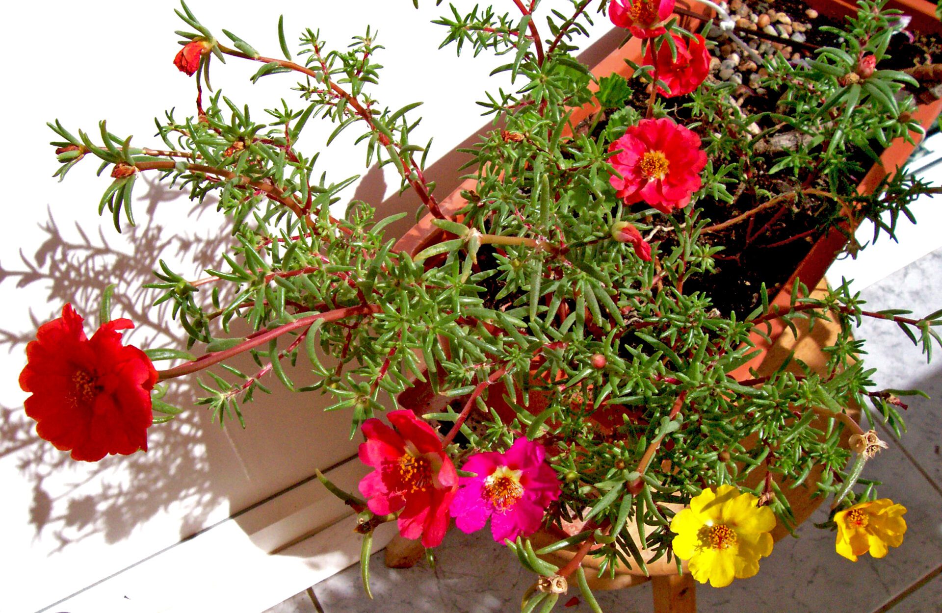 گل ناز آفتابی Portulaca grandiflora با برگ‌های گوشتی و گل‌های صورتی و قرمز در گلدان