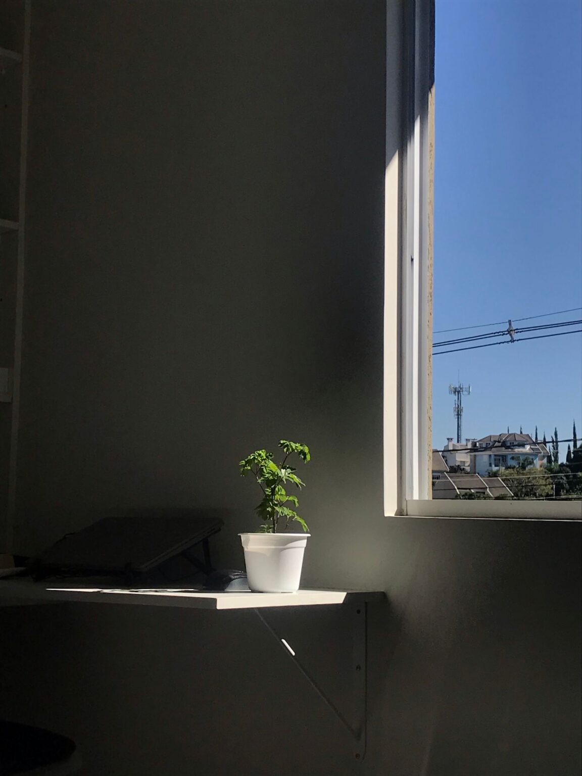 گلدان کوچک کنار پنجره با نور مستقیم در فضای داخلی