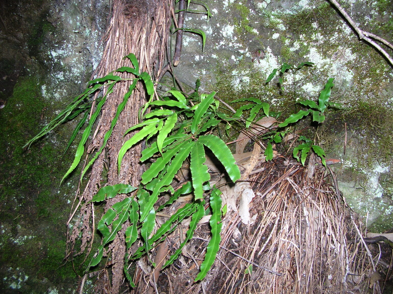 سرخس پتریس | شناسایی و نگهداری Pteris cretica بوته سرخس پتریس Pteris cretica با برگهای باریک تقسیمشده در زیستگاه واقعی