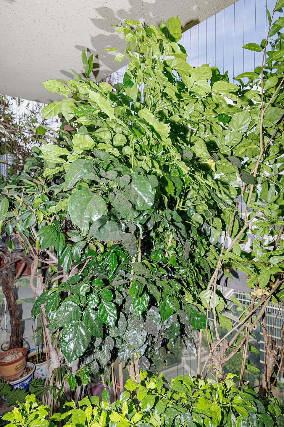 نمونه واقعی رادرماکرا Radermachera sinica در فضای باز چین برای مقایسه با فرم گلدانی