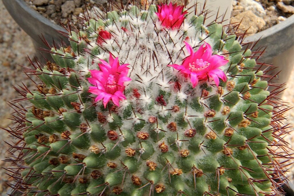 مامیلاریا رودانتا، شناسایی و نگهداری Mammillaria rhodantha کاکتوس مامیلاریا رودانتا با ساقه سبز و خارهای شعاعی و مرکزی، نمای زیرگونه اسمی
