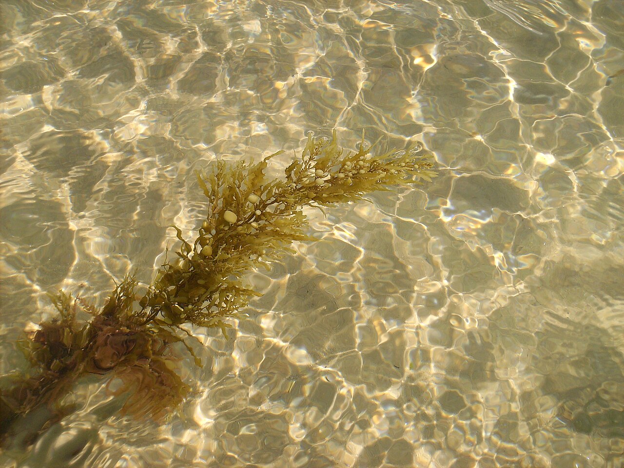 Sargassum muticum شناور در آب برای نمایش یکی از گونه‌های جنس Sargassum