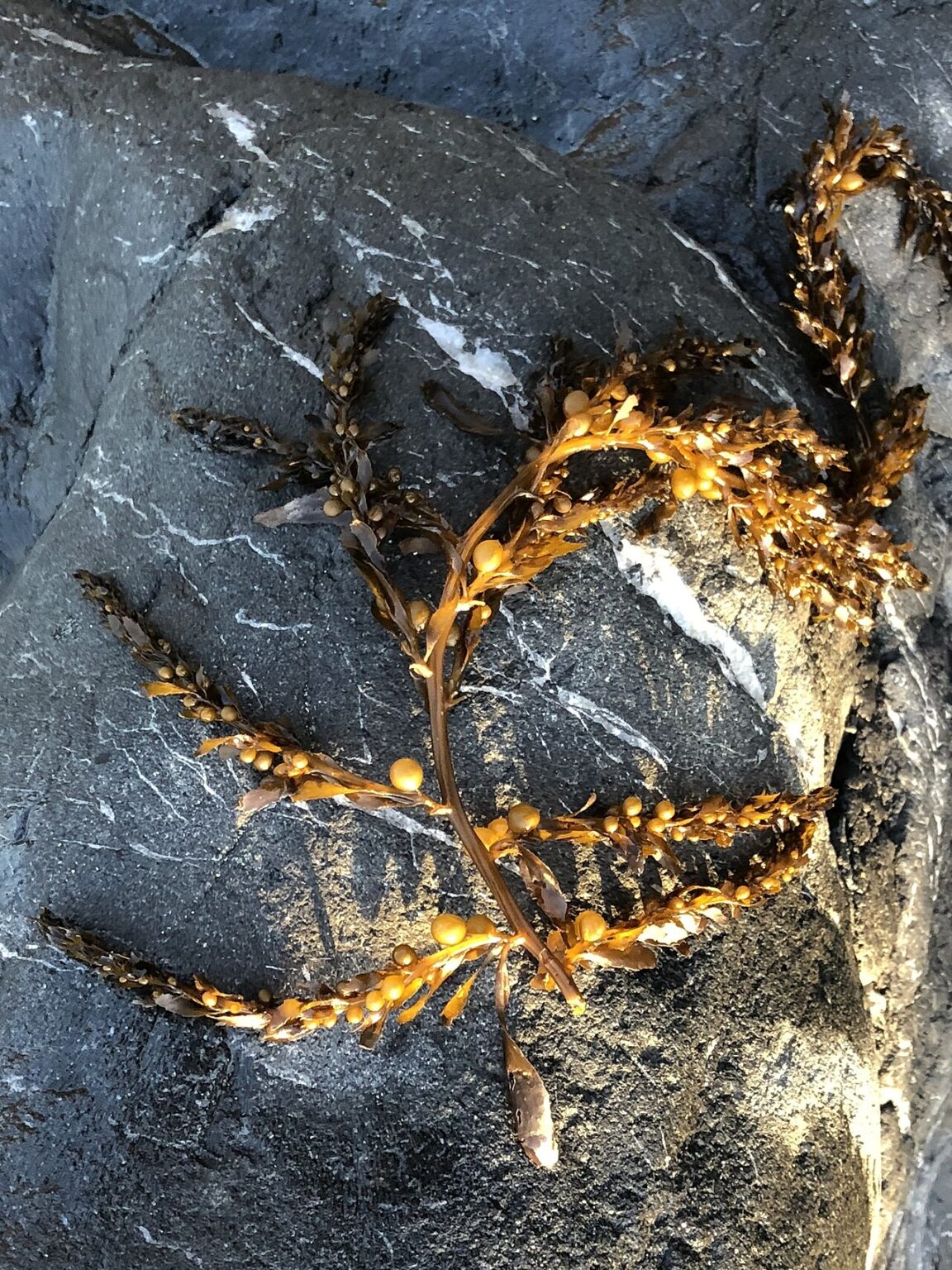 Sargassum muticum با شاخه‌ها و کیسه‌های هوایی، یکی از گونه‌های دارای شواهد زیست‌محرکی
