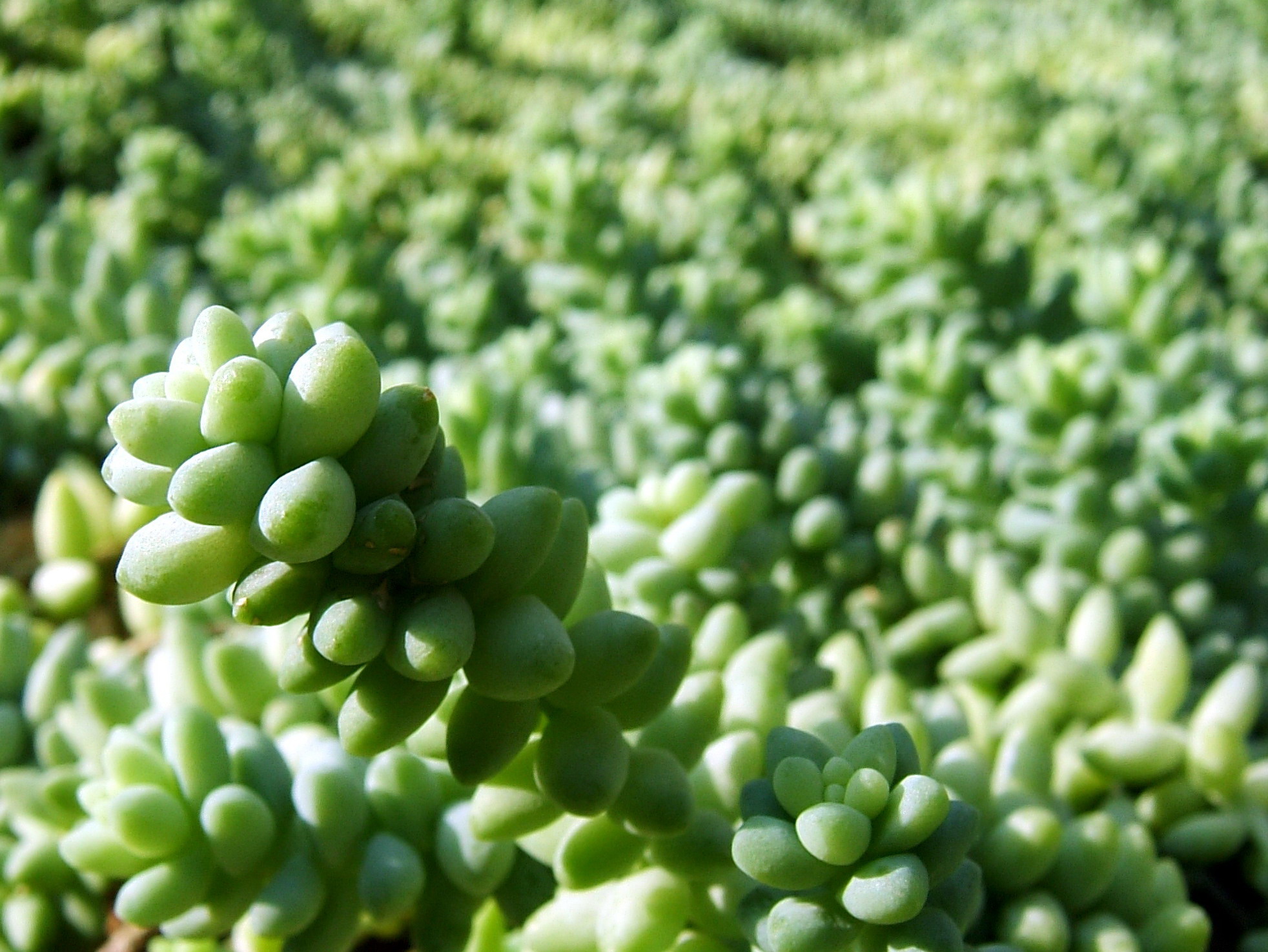 Sedum burrito با برگهای کوتاهتر و گردتر برای مقایسه با Sedum morganianum