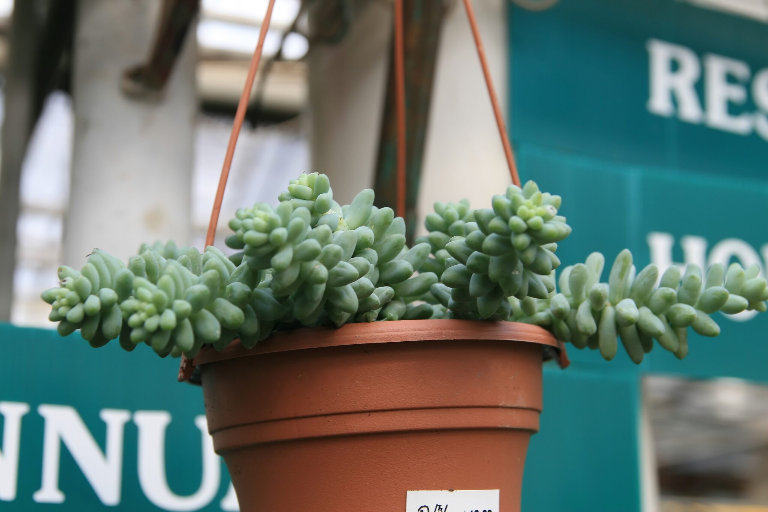 کلوزآپ ساقه و برگهای کشیده و گوشتی Sedum morganianum