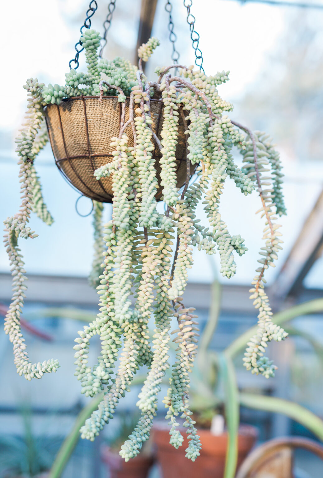 سدوم دمالاغی، نگهداری Sedum morganianum و تفاوت با Sedum burrito سدوم دمالاغی Sedum morganianum با ساقههای آویز متراکم و برگهای گوشتی