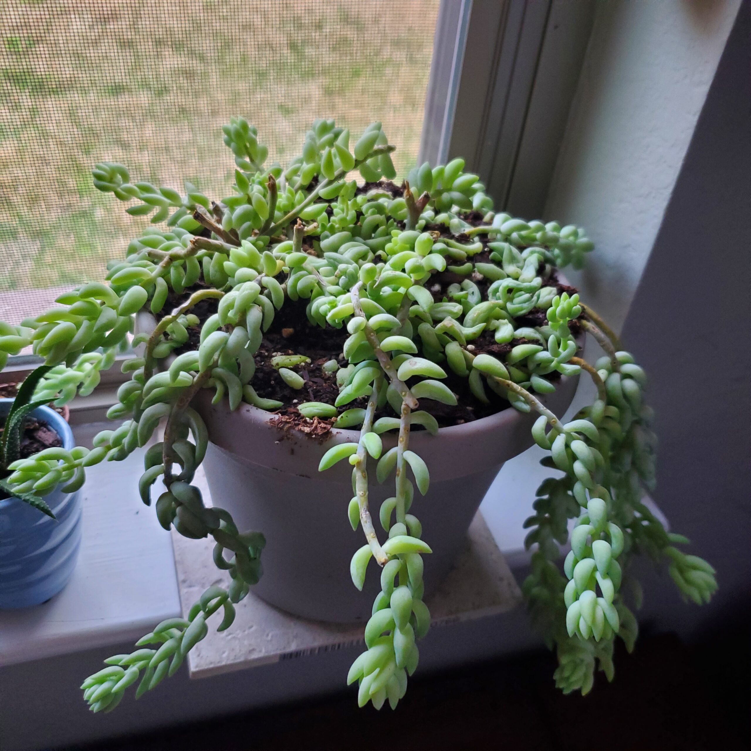 Sedum morganianum در گلدان آویز کنار پنجره روشن