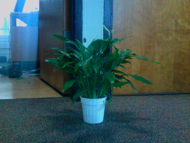 اسپاتی فیلوم Spathiphyllum wallisii با برگ سبز و گلآذین سفید