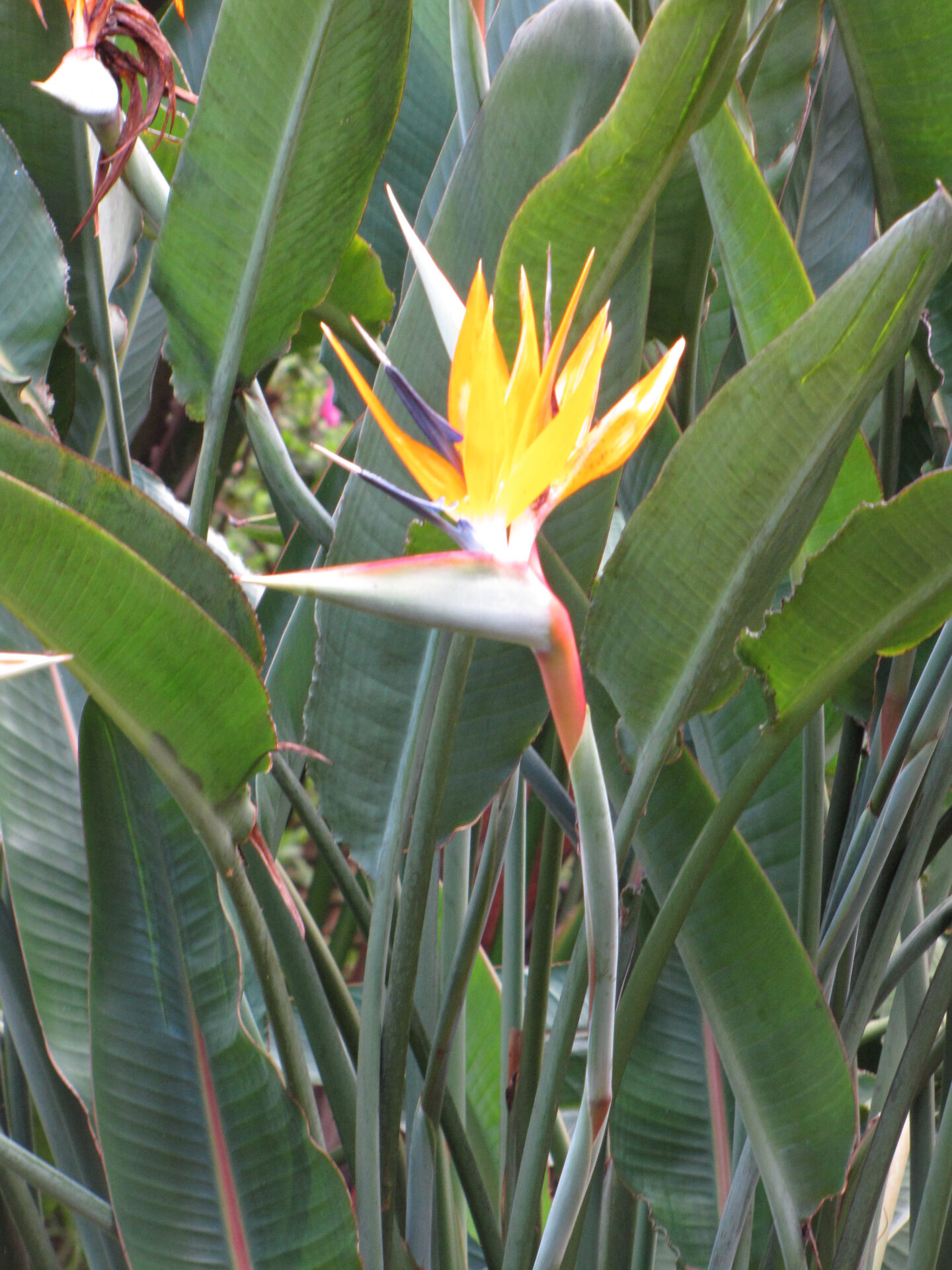گلهای نارنجی و آبی Strelitzia reginae میان برگهای بزرگ پرنده بهشتی