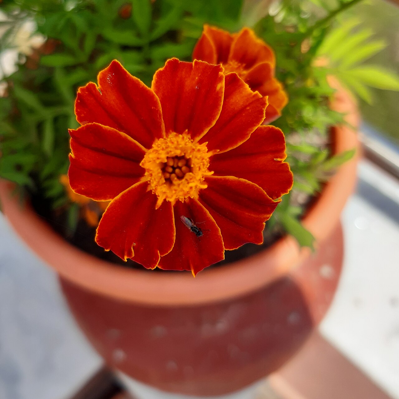نمای گل جعفری Tagetes patula با گلبرگ‌های پرتراکم نارنجی