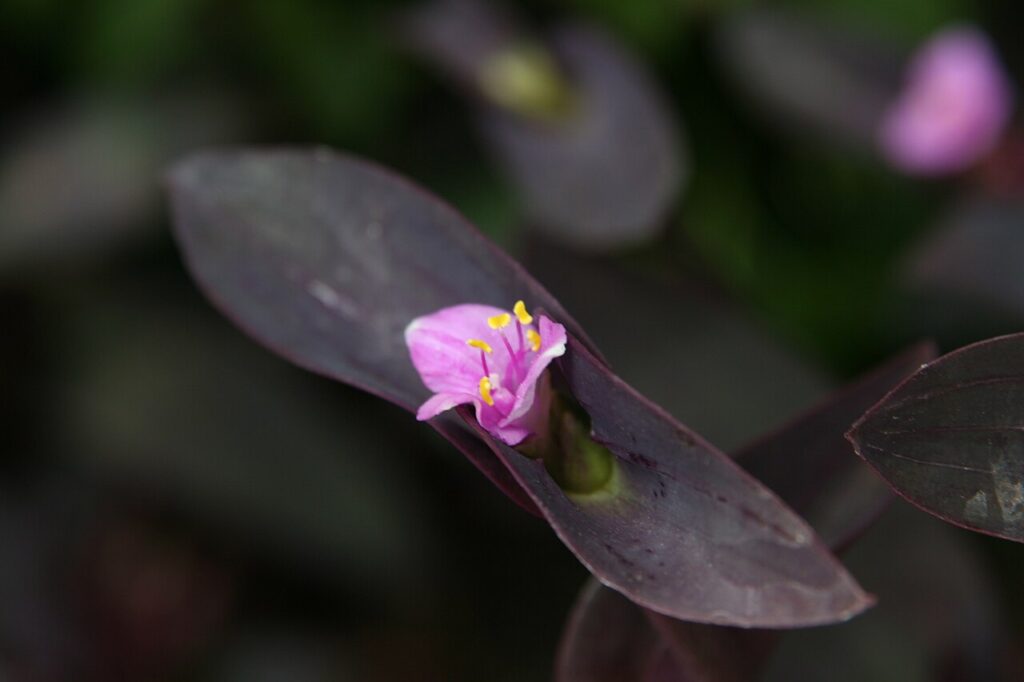 برگبیدی ارغوانی چیست؟ شناسایی و نگهداری Tradescantia pallida عکس واقعی Tradescantia pallida با ساقهها و برگهای کشیده ارغوانی در باغ لانگوود