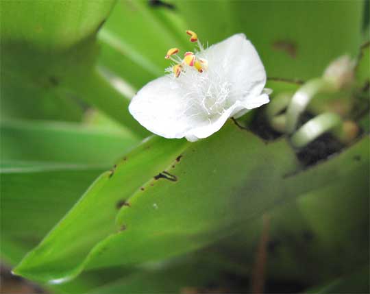 گل سفید Tradescantia spathacea در برگک قایقیشکل