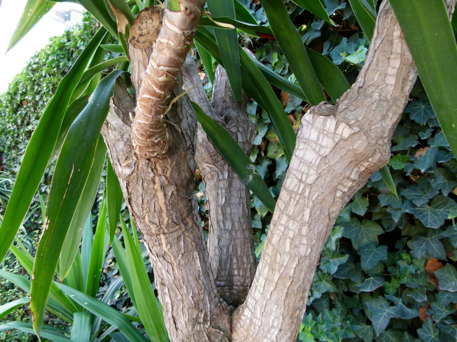 یوکا آپارتمانی چیست؟ شناسایی و نگهداری Yucca gigantea نمای افقی فرم کلی یوکا ژیگانته با تاج برگهای شمشیری و ساقه چوبی